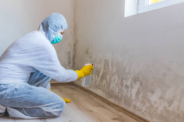 Licensed Commercial Mold Remediation service in Harbert, MI - WQB Mold Removal