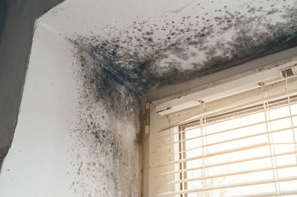 Affordable Commercial Mold Remediation solutions in Harbert, MI